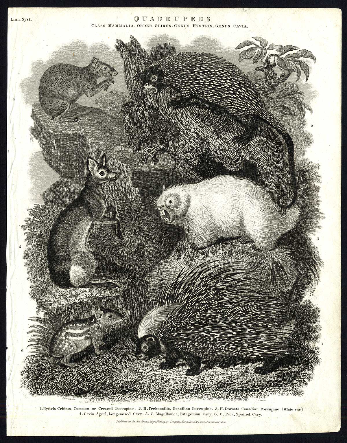 , Antique print-NATURAL HISTORY-PORCUPINE-CAVY-CAVIA-HYSTRIX-BRASILIAN-Rees-1820, Pictura Antique Prints