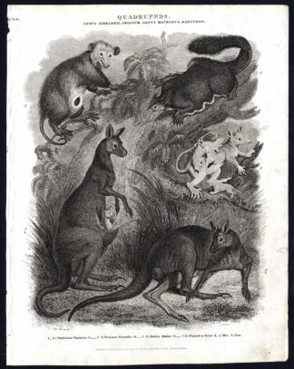 Antique print-NATURAL HISTORY-KANGAROO-OPOSSUM-VIRGINIAN-PETAURINE-Rees-1820