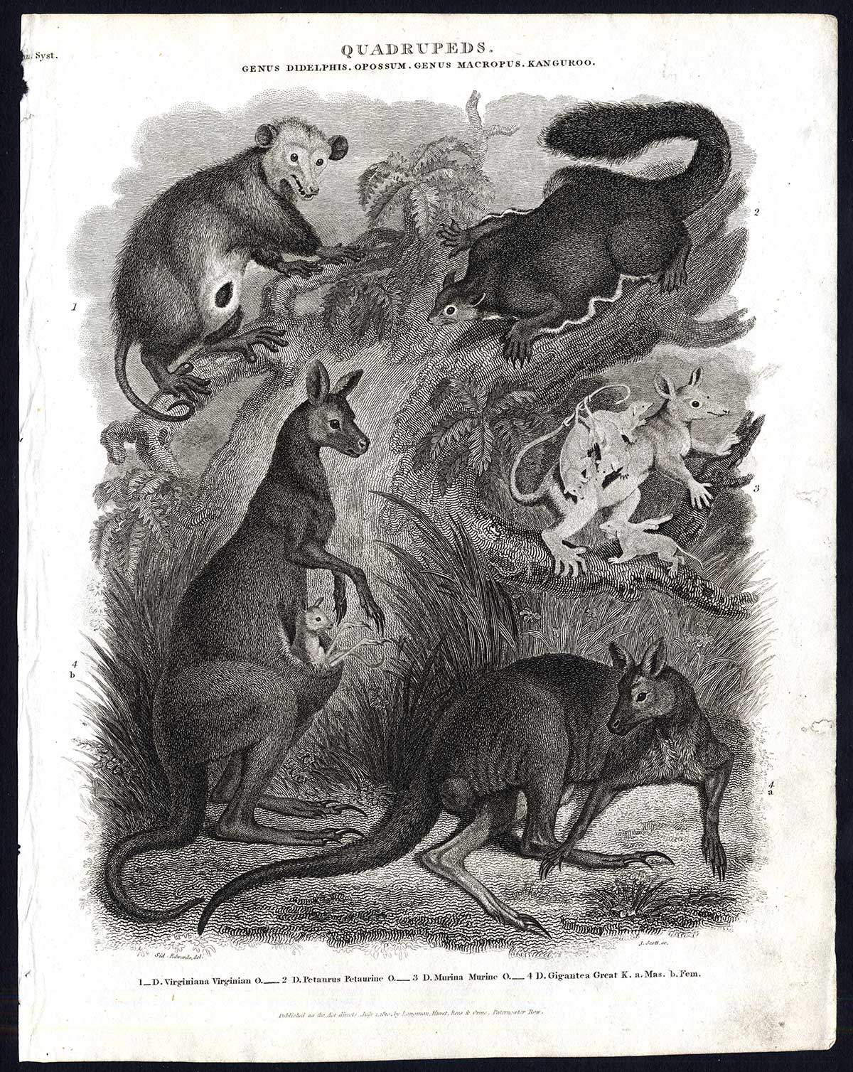 , Antique print-NATURAL HISTORY-KANGAROO-OPOSSUM-VIRGINIAN-PETAURINE-Rees-1820, Pictura Antique Prints