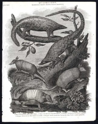 Antique print-NATURAL HISTORY-ARMADILLO-MANIS-PANGOLIN-SCALY ANTEATER-Rees-1820