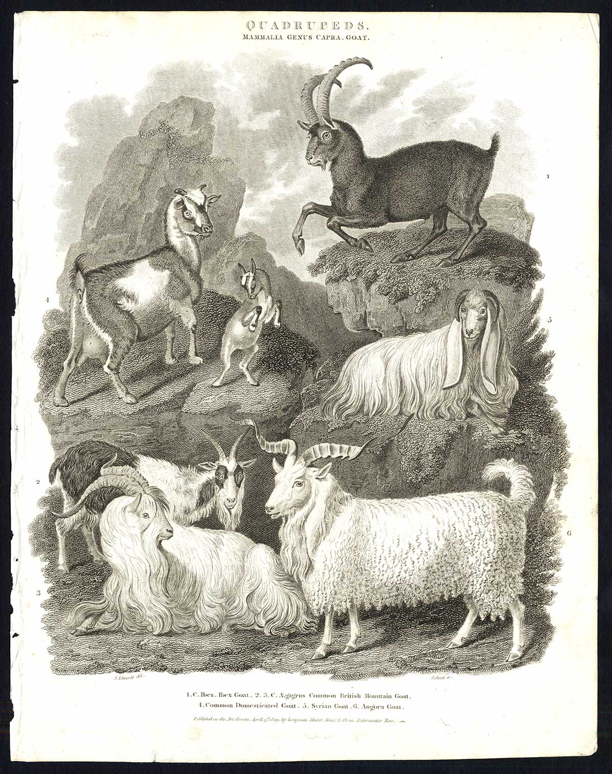 Lb30516 416x526 Antique print-NATURAL HISTORY-GOAT-ANGORA-MOUNTAIN-SYRIAN-IBEX-Rees-1820