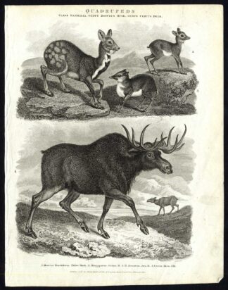 Antique print-NATURAL HISTORY-ELK-MOSCHUS-JAVA-TIBET MUSK-GUINEA-Rees-1820