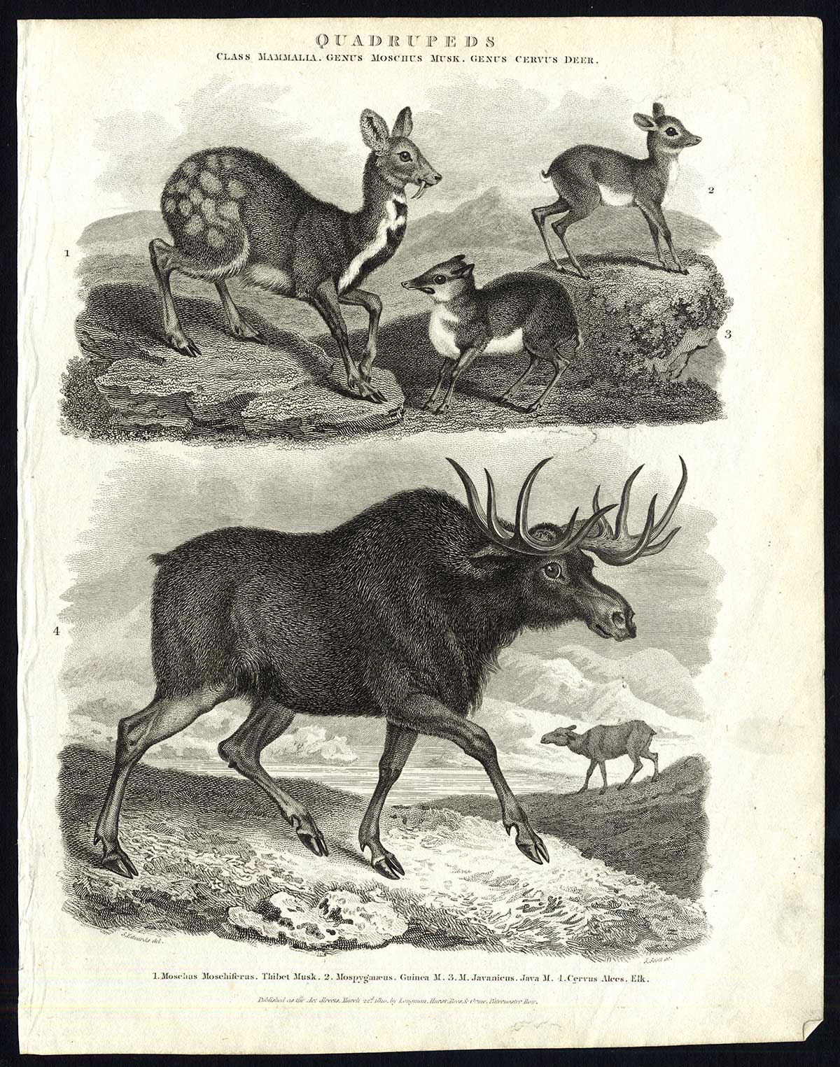 , Antique print-NATURAL HISTORY-ELK-MOSCHUS-JAVA-TIBET MUSK-GUINEA-Rees-1820, Pictura Antique Prints