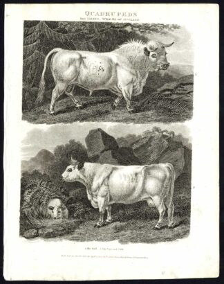 Antique print-NATURAL HISTORY-WILD OX-SCOTLAND-BULL-COW-CALF-Rees-1820