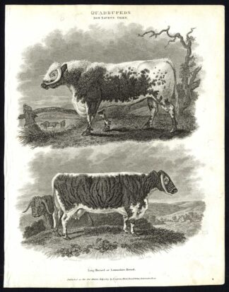 Antique print-NATURAL HISTORY-OX-TAURUS-LANCASHIRE-LONG HORNED-BULL-Rees-1820