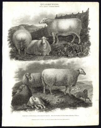 Antique print-NATURAL HISTORY-SHEEP-COMMON-SOUTH DOWN-POLLED-IMPROVED-Rees-1820