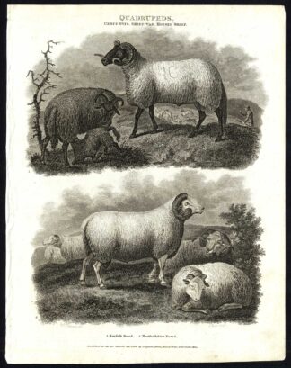 Antique print-NATURAL HISTORY-SHEEP-HORNED-NORFOLK-HERTFORDSHIRE-Rees-1820