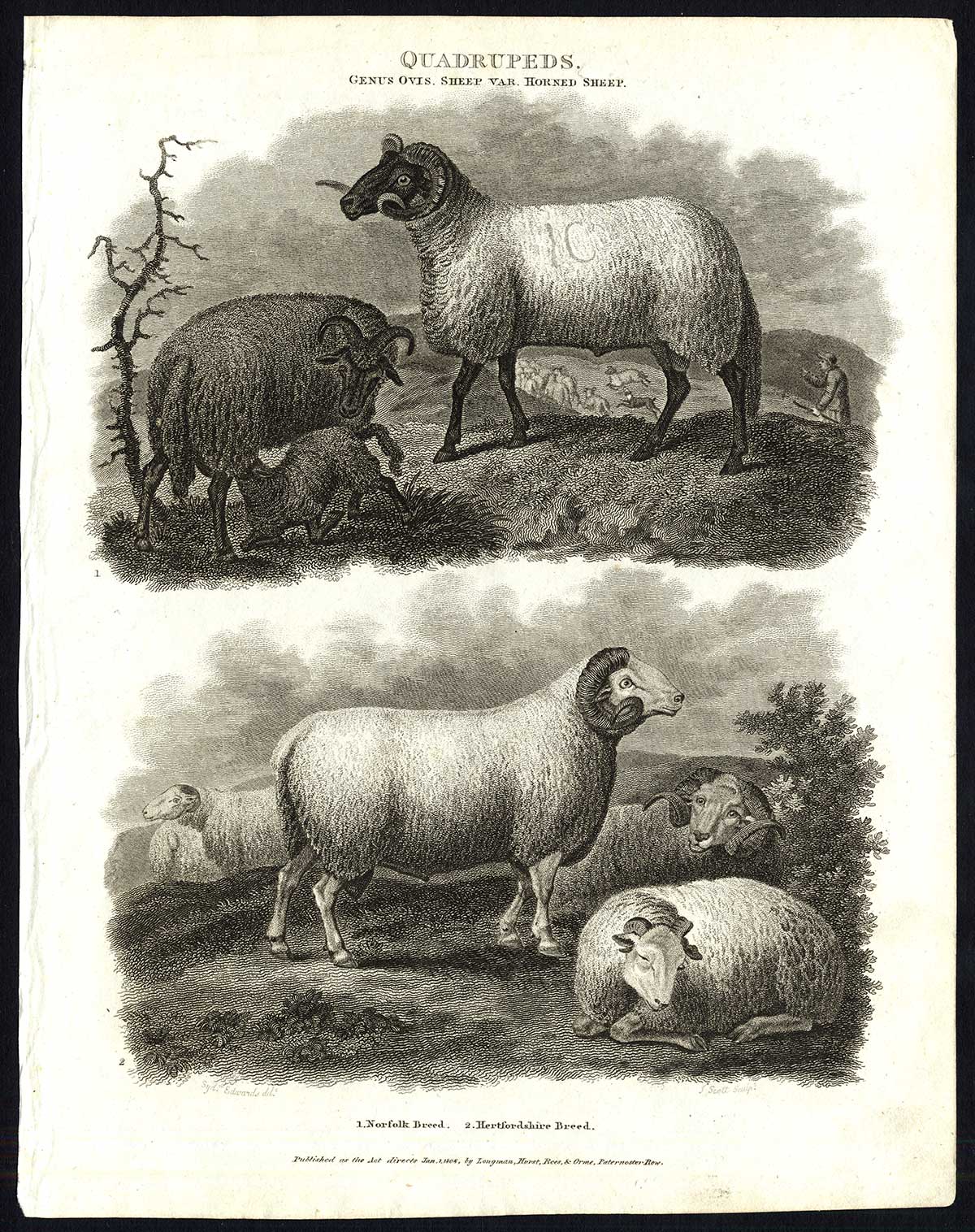 , Antique print-NATURAL HISTORY-SHEEP-HORNED-NORFOLK-HERTFORDSHIRE-Rees-1820, Pictura Antique Prints