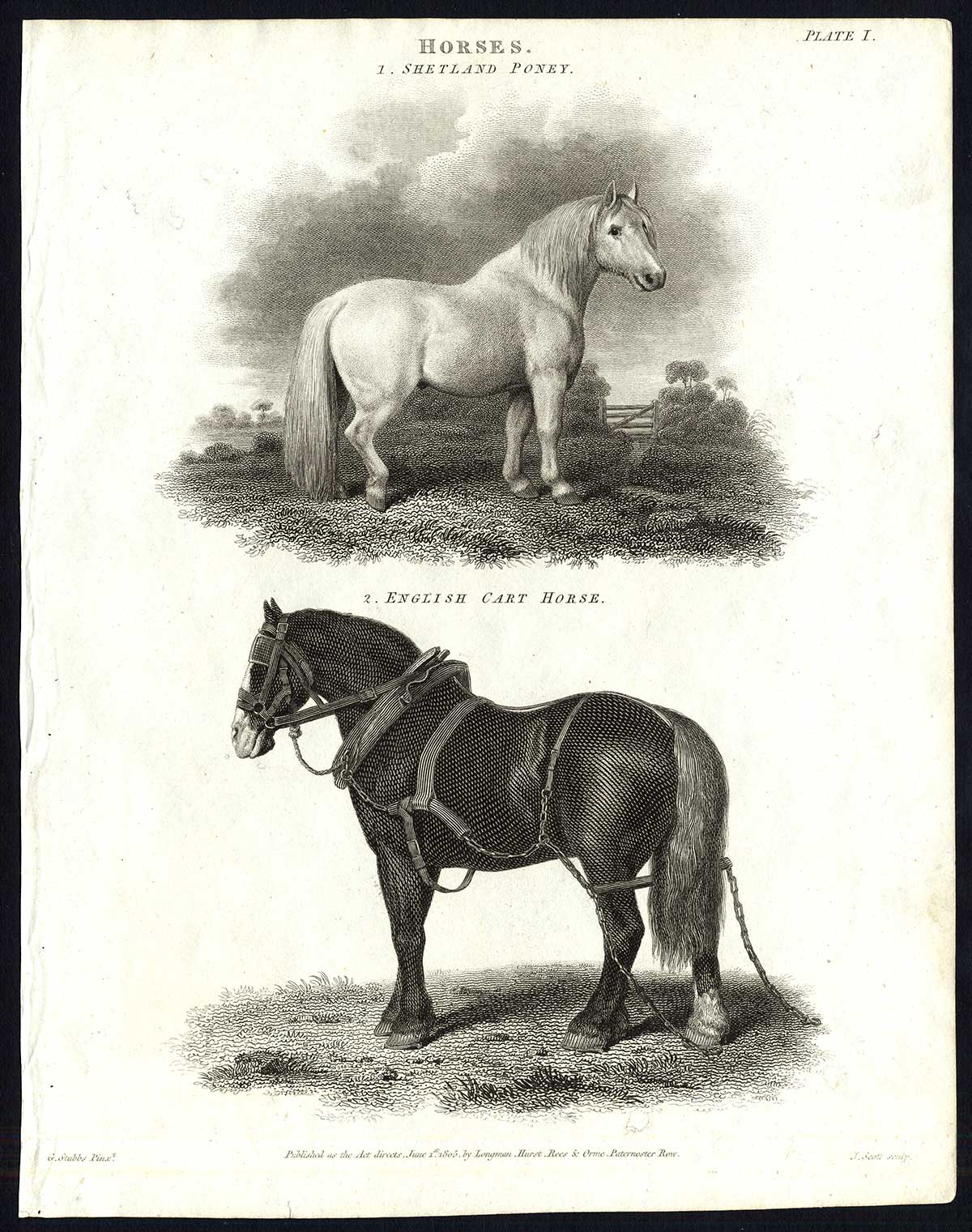 Lb30524 416x527 Antique print-NATURAL HISTORY-HORSE-SHETLAND PONY-CART-Rees-1820