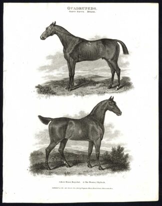 Antique print-NATURAL HISTORY-HORSE-RACE-ROYALIST-HUNTER SKYLARK-Rees-1820