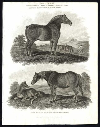 Antique print-NATURAL HISTORY-HORSE-SUFFOLK-AGRICULTURAL-MARE-FOAL-Rees-1820