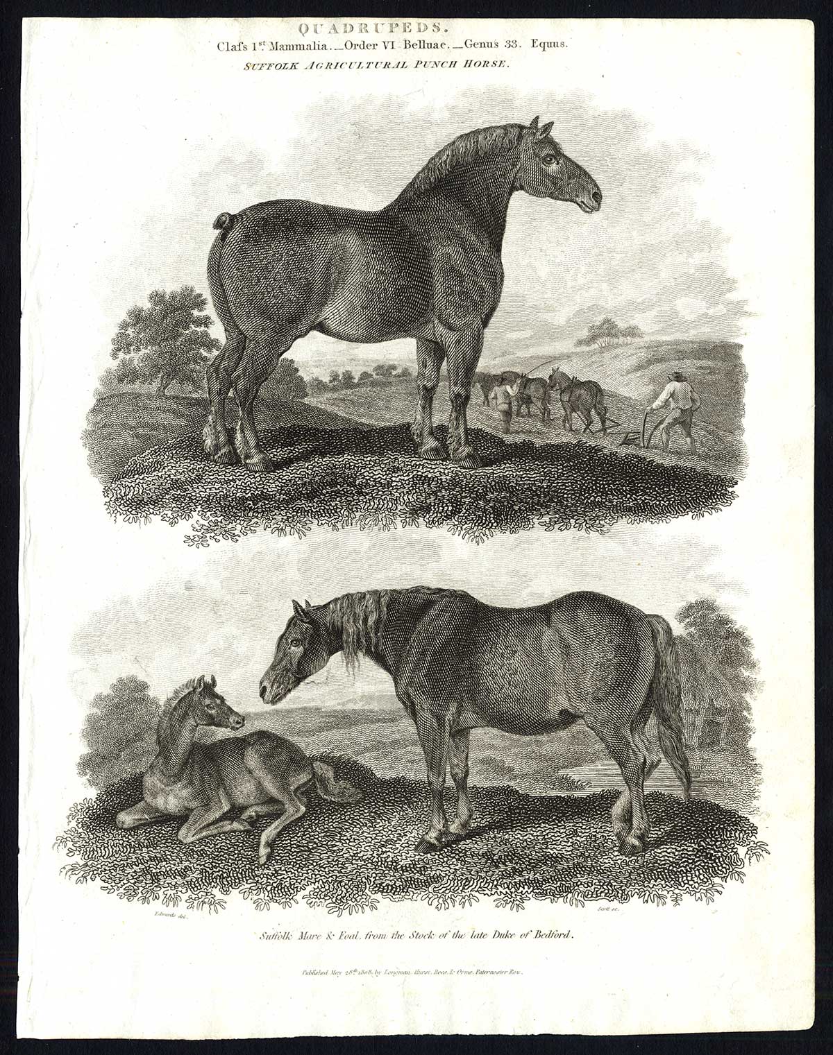 , Antique print-NATURAL HISTORY-HORSE-SUFFOLK-AGRICULTURAL-MARE-FOAL-Rees-1820, Pictura Antique Prints