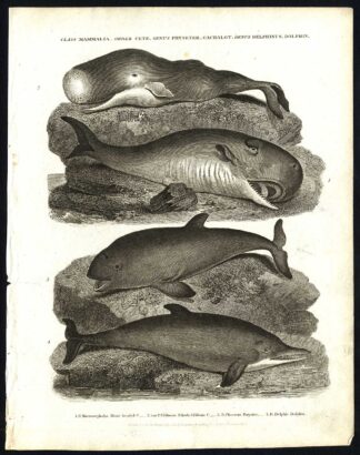 Antique print-NATURAL HISTORY-DOLPHIN-PORPOISE-CACHALOT-BLUNT HEADED-Rees-1820