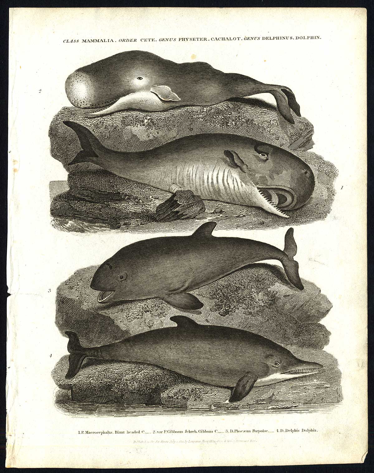 , Antique print-NATURAL HISTORY-DOLPHIN-PORPOISE-CACHALOT-BLUNT HEADED-Rees-1820, Pictura Antique Prints