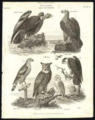 Antique print-NATURAL HISTORY-BIRD-EAGLE-HOBBY-OWL-CONDOR-FALCON-Rees-1820