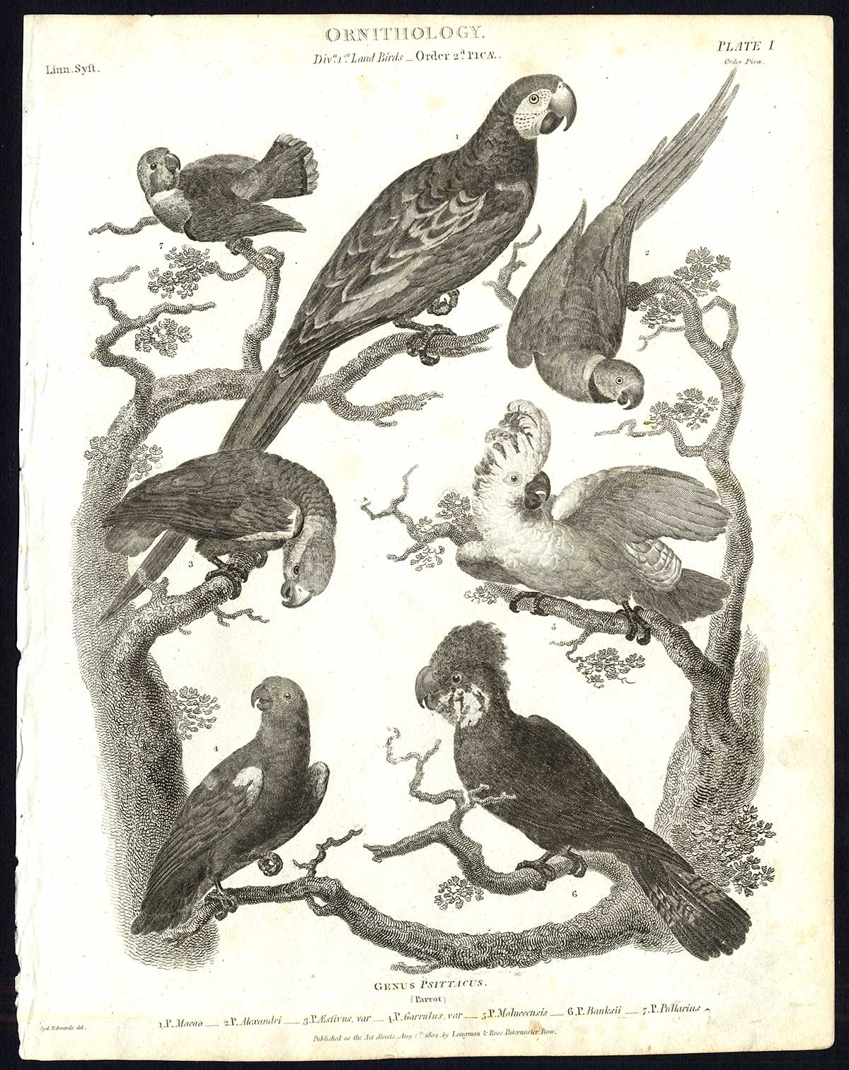 , Antique print-NATURAL HISTORY-BIRD-PARROT-MACAW-PARAKEET-COCKATOO-Rees-1820, Pictura Antique Prints