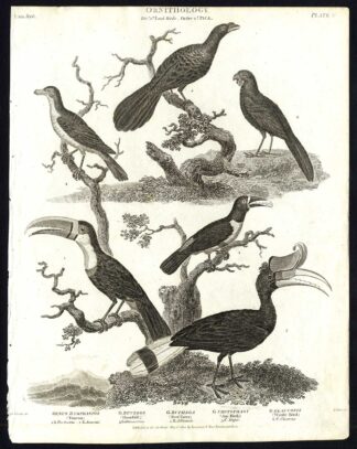 Antique print-NATURAL HISTORY-BIRD-TOUCAN-BEEF EATER-HORNBILL-WATTLE-Rees-1820