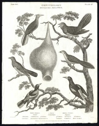 Antique print-NATURAL HISTORY-BIRD-ORIOLE-CUCKOO-NEST-BALTIMORE-Rees-1820