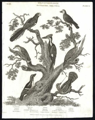 Antique print-NATURAL HISTORY-BIRD-NUTHATCH-WRYNEACK-WOODPECKER-Rees-1820