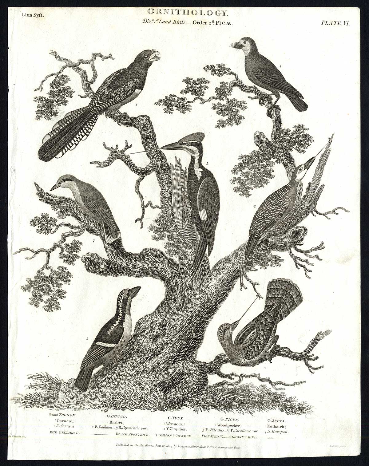 , Antique print-NATURAL HISTORY-BIRD-NUTHATCH-WRYNEACK-WOODPECKER-Rees-1820, Pictura Antique Prints