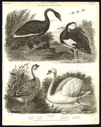 Antique print-NATURAL HISTORY-BIRD-SWAN-GOOSE-BLACK-TAME-Rees-1820