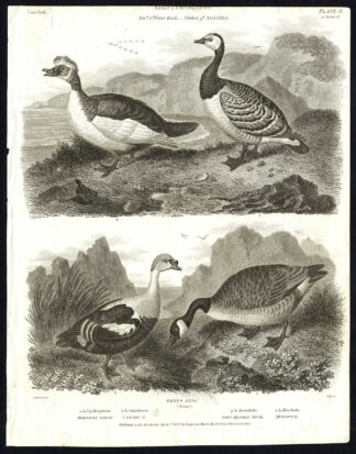 Antique print-NATURAL HISTORY-BIRD-GOOSE-DUCK-BERNACLE-CANADA-Rees-1820