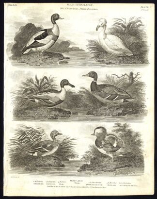 Antique print-NATURAL HISTORY-BIRD-DUCK-MALLARD-SHELDRAKE-MANDARINE-Rees-1820