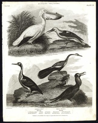 Antique print-NATURAL HISTORY-BIRD-PELICAN-BOOBY-FRIGATE-DARTER-SHAG-Rees-1820