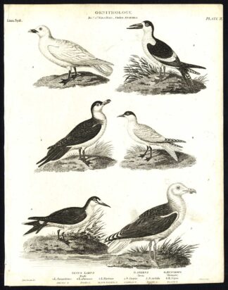 Antique print-NATURAL HISTORY-BIRD-GULL-TERN-SKIMMER-CASPIAN-NODDY-Rees-1820