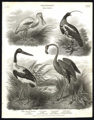 Antique print-NATURAL HISTORY-BIRD-FLAMINGO-SPOON BILL-SCREAMER-JABIRU-Rees-1820