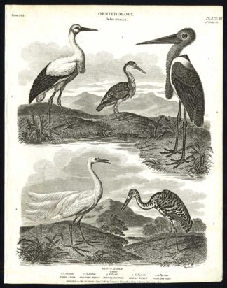 Antique print-NATURAL HISTORY-BIRD-HERON-BITTERN-EGRET-STORK-GIGANTIC-Rees-1820
