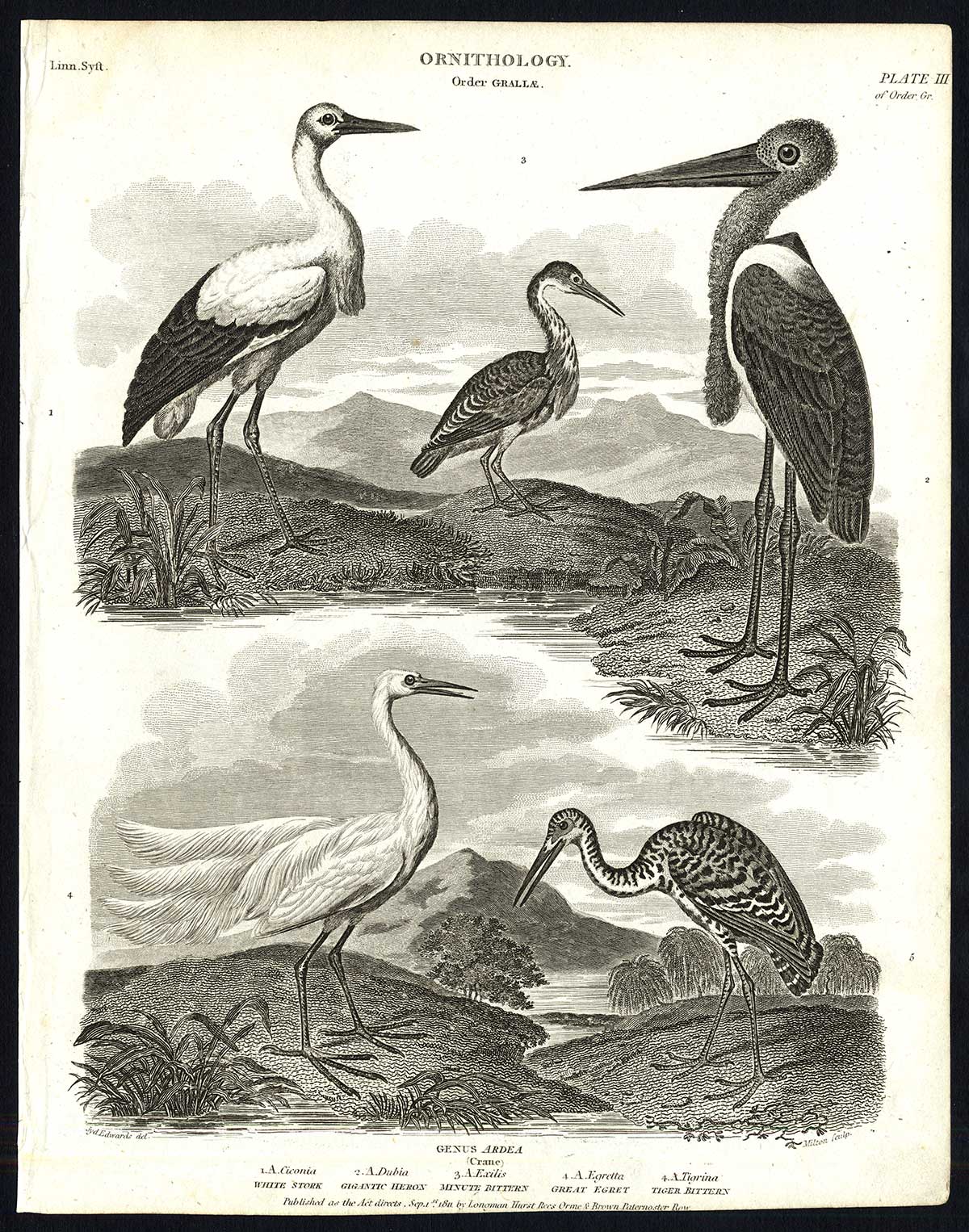 , Antique print-NATURAL HISTORY-BIRD-HERON-BITTERN-EGRET-STORK-GIGANTIC-Rees-1820, Pictura Antique Prints
