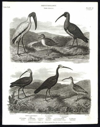 Antique print-NATURAL HISTORY-BIRD-IBIS-WHIMBREL-COURIER-CURLEW-Rees-1820