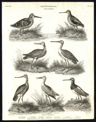 Antique print-NATURAL HISTORY-BIRD-GODWIT-SNIPE-WOOD COCK-RED SHANK-Rees-1820