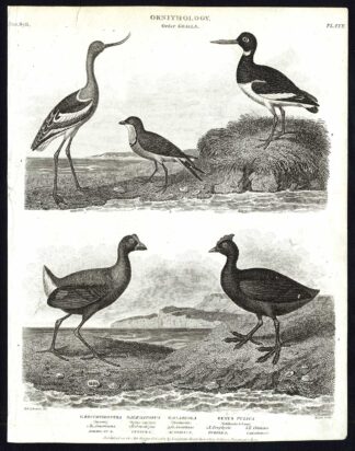 Antique print-NATURAL HISTORY-BIRD-AVOCET-OYSTER CATCHER-COOT-Rees-1820