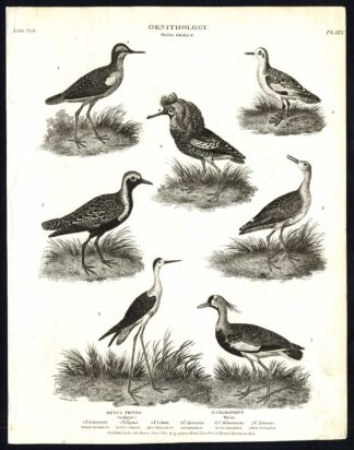 Antique print-NATURAL HISTORY-BIRD-PLOVER-SANDPIPER-PHALAROPE-Rees-1820