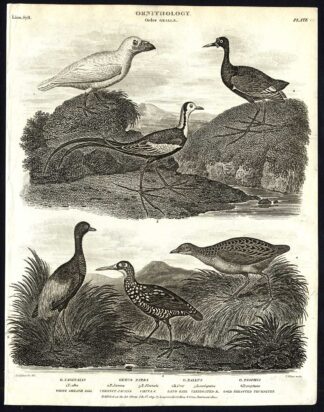 Antique print-NATURAL HISTORY-BIRD-BILL-JACANA-LAND RAIL-TRUMPETER-Rees-1820