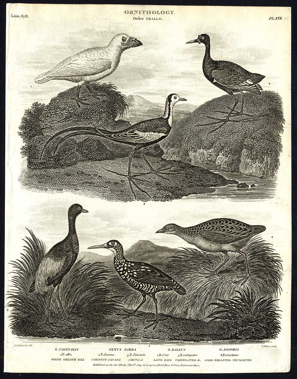 , Antique print-NATURAL HISTORY-BIRD-BILL-JACANA-LAND RAIL-TRUMPETER-Rees-1820, Pictura Antique Prints