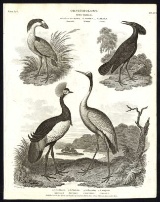 Antique print-NATURAL HISTORY-BIRD-CRANE-BOAT BILL-UMBRE-CROWNED-Rees-1820