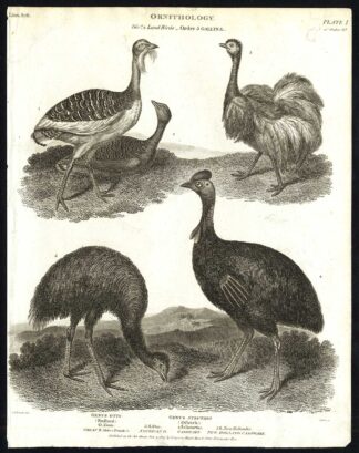 Antique print-NATURAL HISTORY-BIRD-CASSOWARY-BUSTARD-OSTRICH-Rees-1820