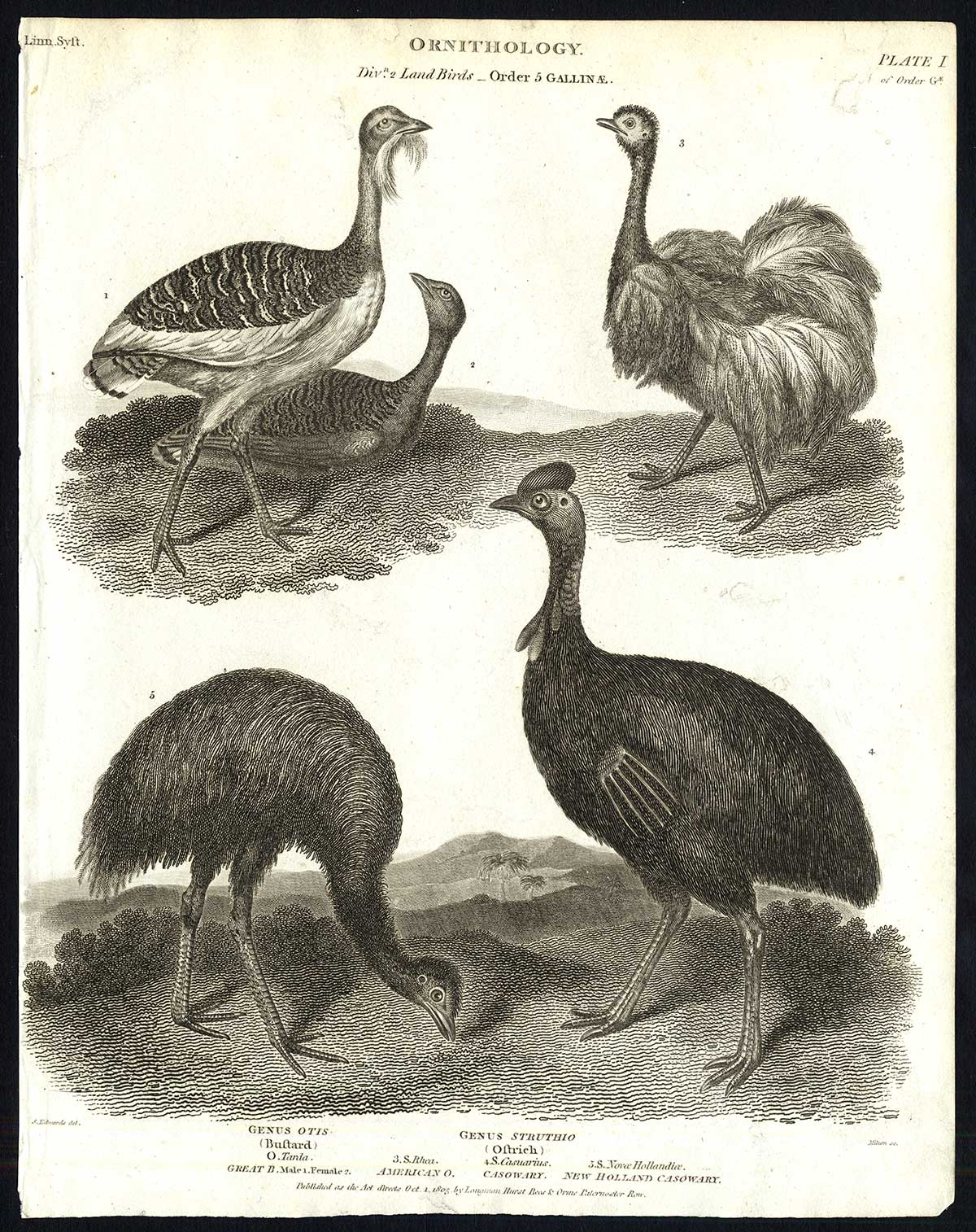 , Antique print-NATURAL HISTORY-BIRD-CASSOWARY-BUSTARD-OSTRICH-Rees-1820, Pictura Antique Prints