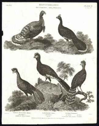 Antique print-NATURAL HISTORY-BIRD-TURKEY-GUAN-CURASSOW-CUSHEW-Rees-1820