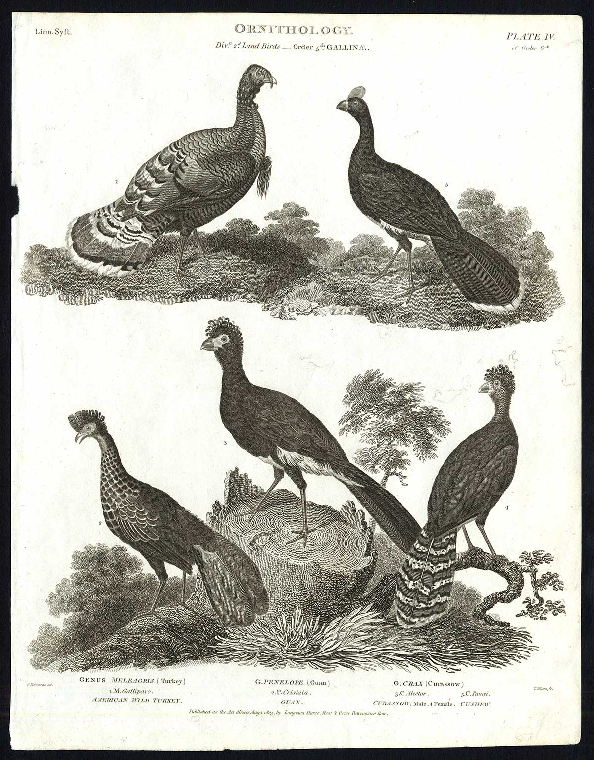 , Antique print-NATURAL HISTORY-BIRD-TURKEY-GUAN-CURASSOW-CUSHEW-Rees-1820, Pictura Antique Prints