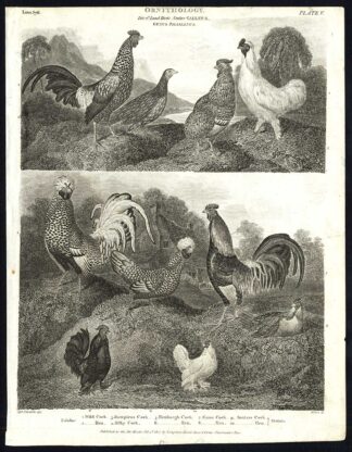 Antique print-NATURAL HISTORY-BIRD-COCK-HEN-HAMBURGH-SILKY-BANTAM-Rees-1820