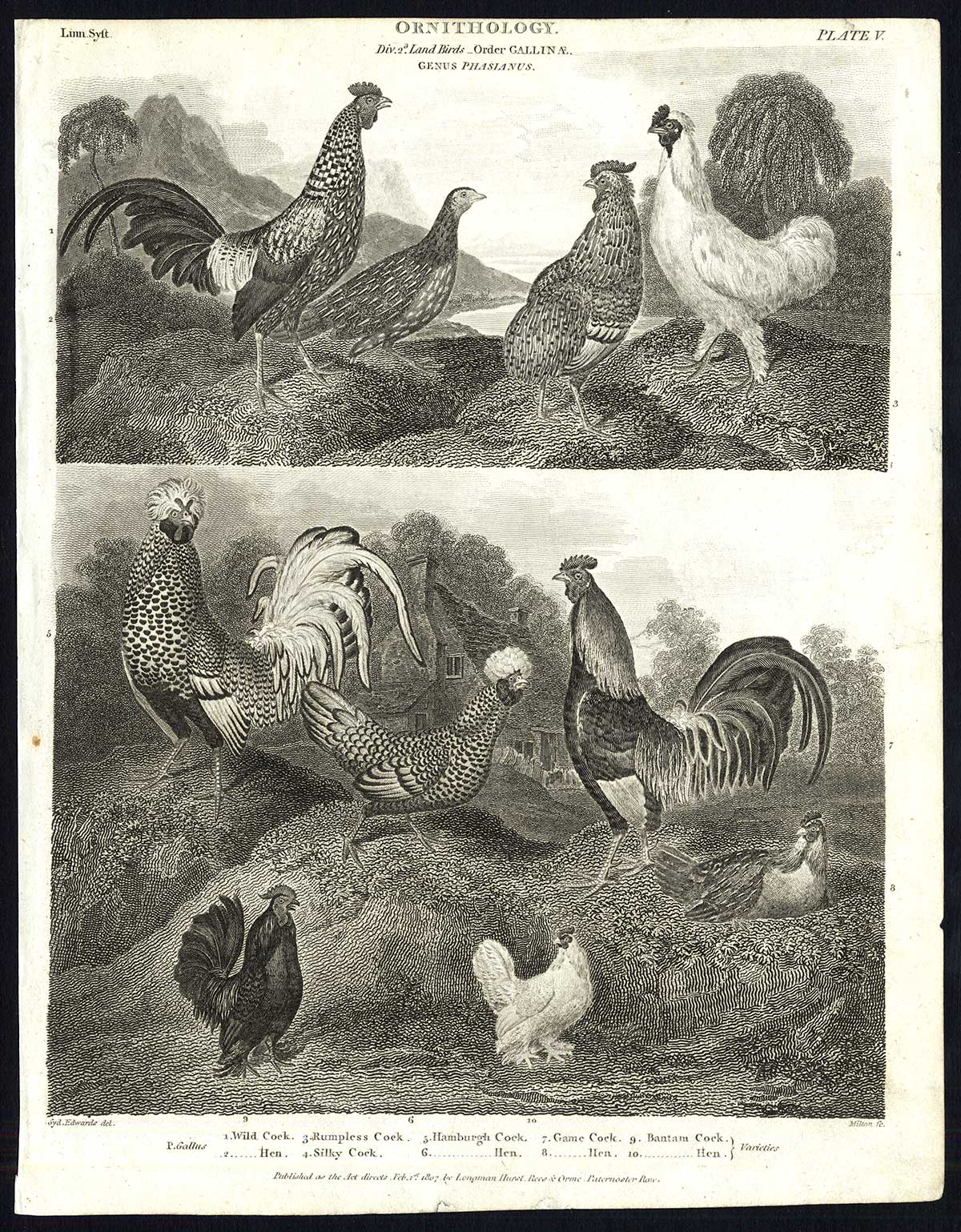 , Antique print-NATURAL HISTORY-BIRD-COCK-HEN-HAMBURGH-SILKY-BANTAM-Rees-1820, Pictura Antique Prints