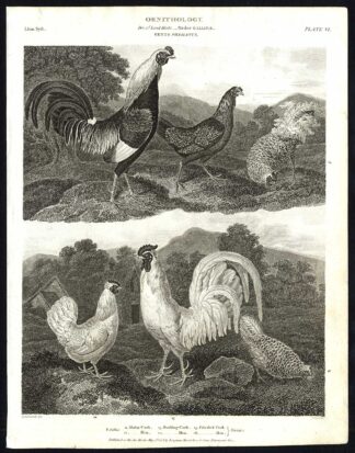 Antique print-NATURAL HISTORY-BIRD-COCK-HEN-DORKING-MALAY-FRIZZLED-Rees-1820