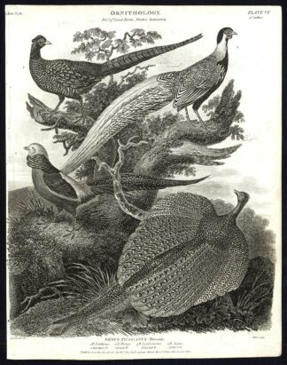 Antique print-NATURAL HISTORY-BIRD-PHEASANT-GOLD-SILVER-ARGUS-Rees-1820