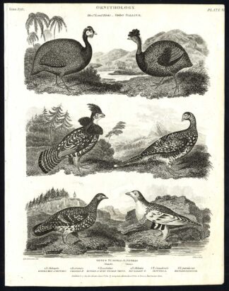Antique print-NATURAL HISTORY-BIRD-GROUSE-PINTADO-TETRAO-NUMIDIA-Rees-1820