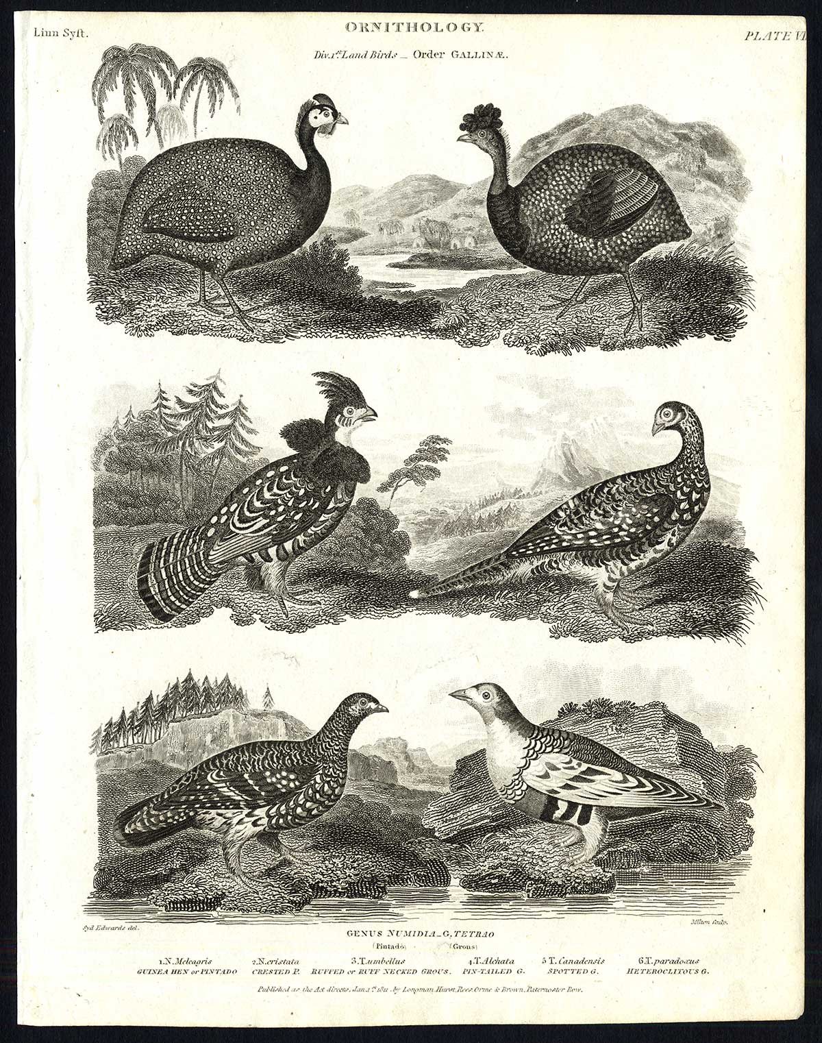 , Antique print-NATURAL HISTORY-BIRD-GROUSE-PINTADO-TETRAO-NUMIDIA-Rees-1820, Pictura Antique Prints