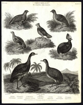 Antique print-NATURAL HISTORY-BIRD-TETRAO-GROUSE-QUAIL-PARTRIDGE-Rees-1820